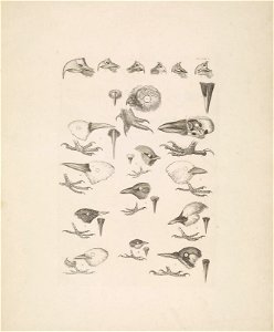 Selby's Illustrations of British ornithology Volume 1 Land birds Plate I