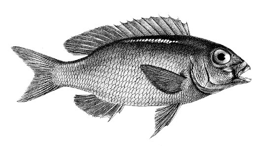 Scolopsis ciliatus Ford 23
