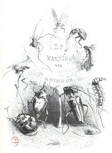 Scènes de la vie privée et publique des animaux, tome 2 0105