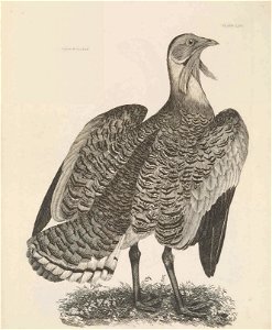 Selby's Illustrations of British ornithology Volume 1 Land birds Plate LXIV