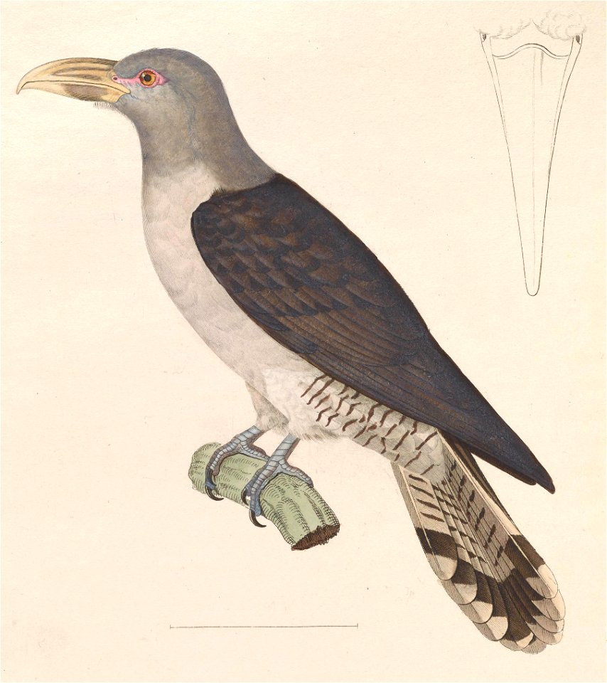 Scythrops novaehollandiae 1838