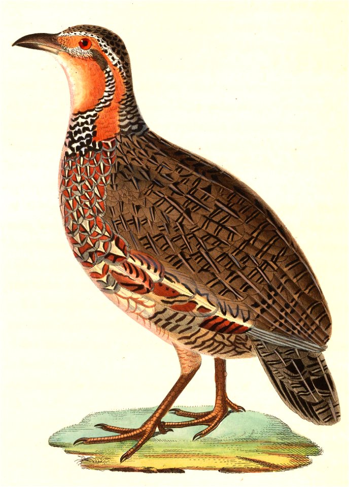 Scleroptila levaillantii 1838