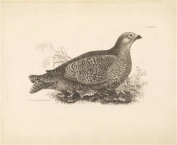 Selby's Illustrations of British ornithology Volume 1 Land birds Plate LVIIIbis