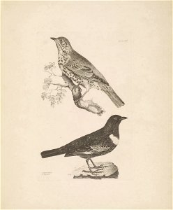 Selby's Illustrations of British ornithology Volume 1 Land birds Plate XLIV