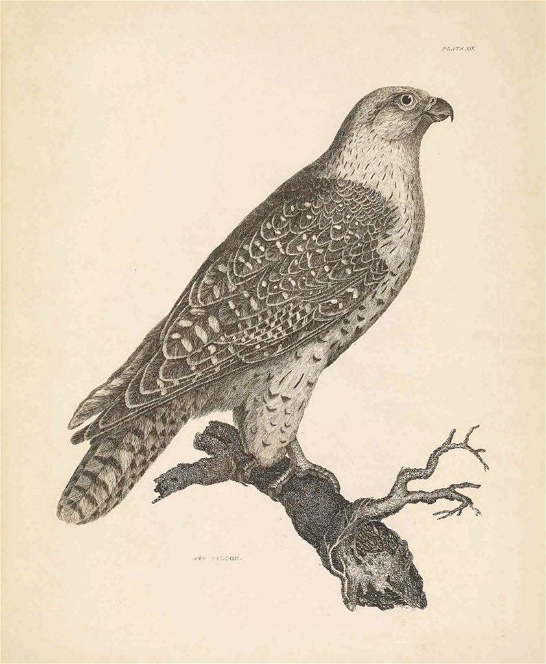 Selby's Illustrations of British ornithology Volume 1 Land birds Plate XIV