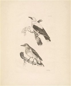 Selby's Illustrations of British ornithology Volume 1 Land birds Plate XXV