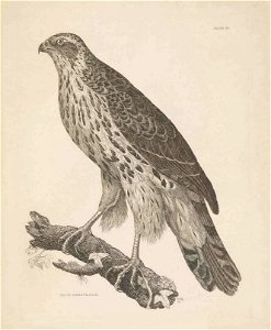 Selby's Illustrations of British ornithology Volume 1 Land birds Plate XIIbis