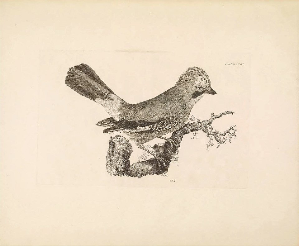 Selby's Illustrations of British ornithology Volume 1 Land birds Plate XXXVI