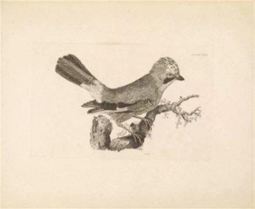 Selby's Illustrations of British ornithology Volume 1 Land birds Plate XXXVI