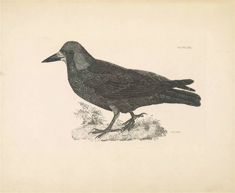 Selby's Illustrations of British ornithology Volume 1 Land birds Plate XXX