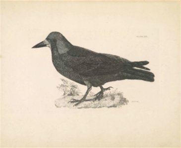 Selby's Illustrations of British ornithology Volume 1 Land birds Plate XXX