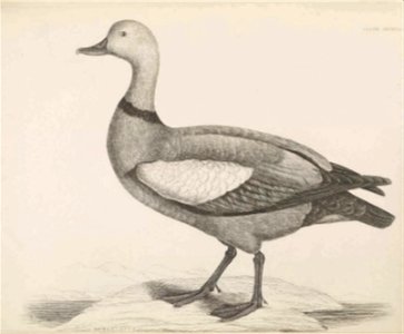 Selby's Illustrations of British ornithology Volume 2 Water birds PlateXLVIIIbis