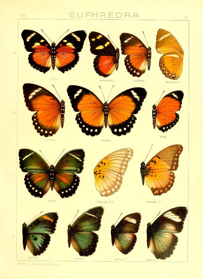SeitzFaunaAfricanaXIIITaf42
