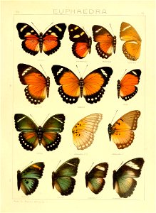 SeitzFaunaAfricanaXIIITaf42