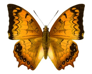 Seitz9FaunaIndoAustralicaPlate136, Charaxes kahruba, ♂