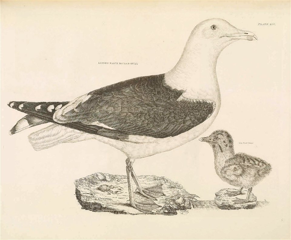 Selby's Illustrations of British ornithology Volume 2 Water birds Plate XCV