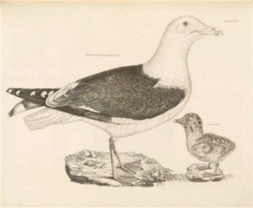 Selby's Illustrations of British ornithology Volume 2 Water birds Plate XCV