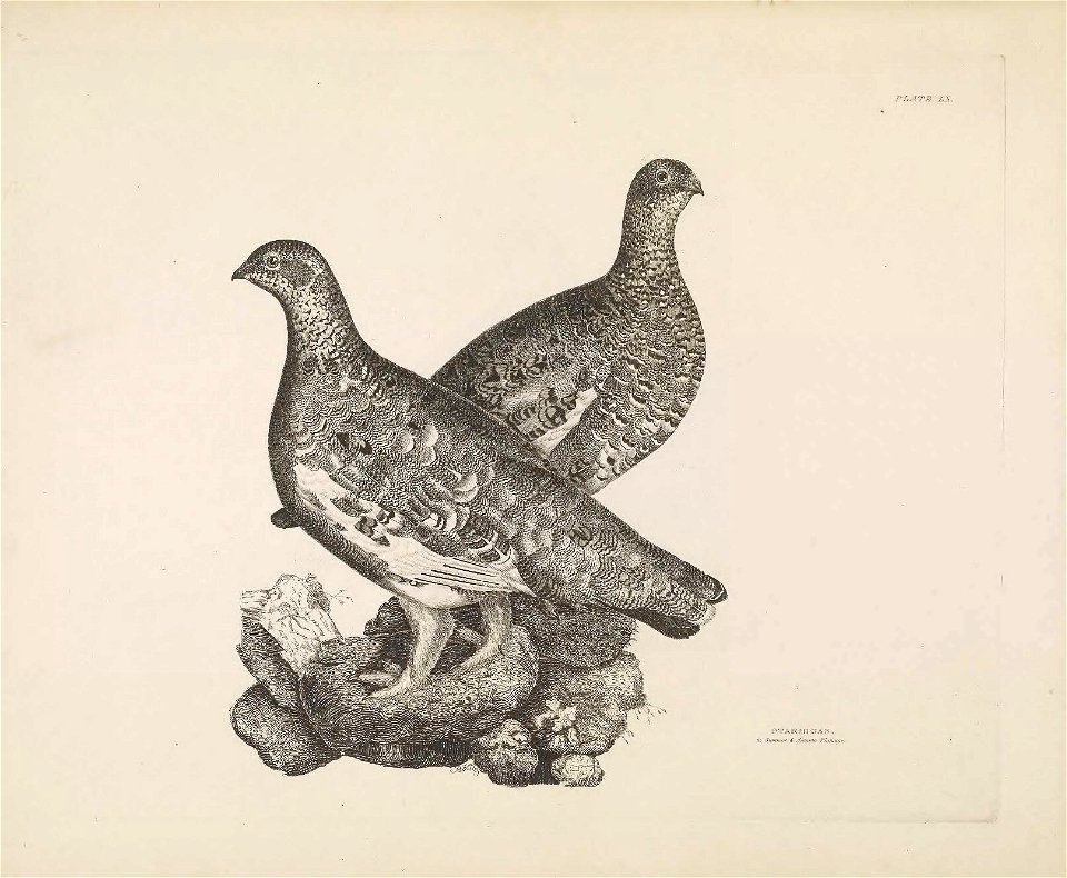 Selby's Illustrations of British ornithology Volume 1 Land birds Plate LX