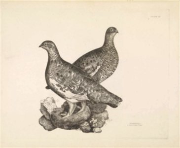 Selby's Illustrations of British ornithology Volume 1 Land birds Plate LX