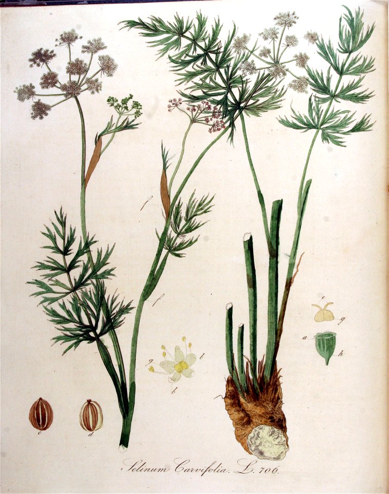 Selinum carvifolia — Flora Batava — Volume v9
