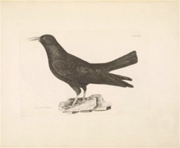 Selby's Illustrations of British ornithology Volume 1 Land birds Plate XXXIII