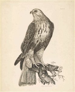 Selby's Illustrations of British ornithology Volume 1 Land birds Plate VIIbis