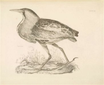 Selby's Illustrations of British ornithology Volume 2 Water birds Plate VIII