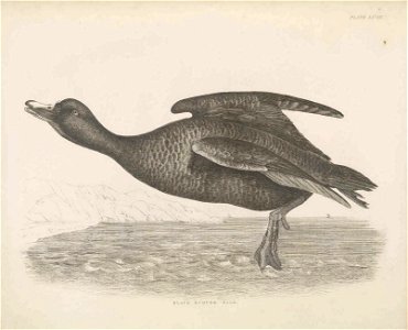 Selby's Illustrations of British ornithology Volume 2 Water birds Plate LXVIII
