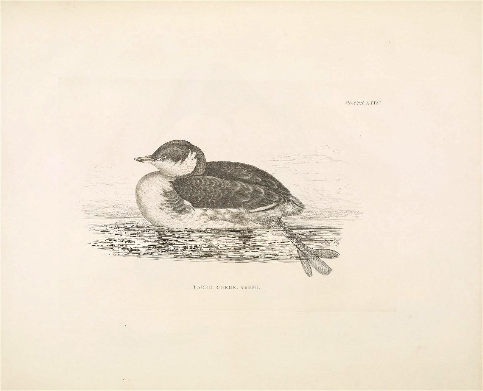 Selby's Illustrations of British ornithology Volume 2 Water birds Plate LXXIV