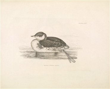 Selby's Illustrations of British ornithology Volume 2 Water birds Plate LXXIV
