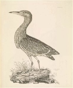 Selby's Illustrations of British ornithology Volume 2 Water birds Plate VIIa
