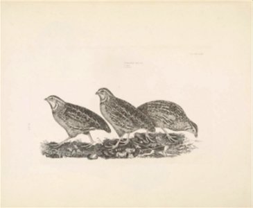 Selby's Illustrations of British ornithology Volume 1 Land birds Plate LXII