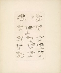 Selby's Illustrations of British ornithology Volume 1 Land birds Plate III