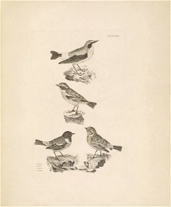 Selby's Illustrations of British ornithology Volume 1 Land birds Plate XLVIII