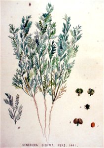 Senebiera didyma — Flora Batava — Volume v19