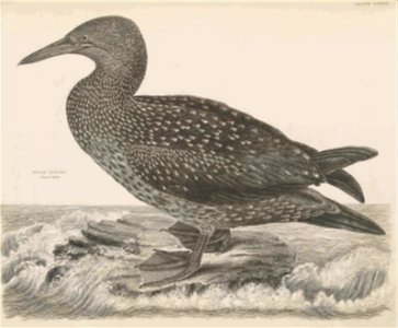 Selby's Illustrations of British ornithology Volume 2 Water birds Plate LXXXVII