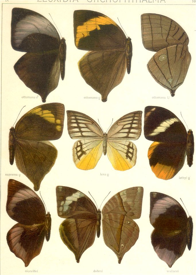 Seitz9FaunaIndoAustralicaPlate102