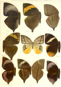 Seitz9FaunaIndoAustralicaPlate102