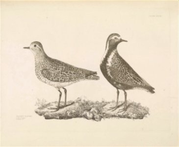 Selby's Illustrations of British ornithology Volume 2 Water birds Plate XXXVII