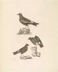 Selby's Illustrations of British ornithology Volume 2 Water birds Plate CIII