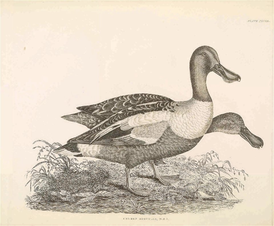 Selby's Illustrations of British ornithology Volume 2 Water birds Plate XLVIII