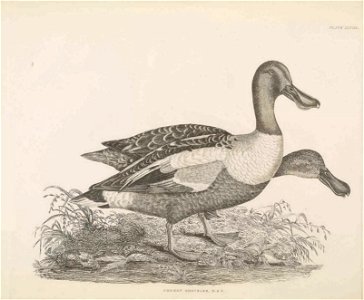 Selby's Illustrations of British ornithology Volume 2 Water birds Plate XLVIII