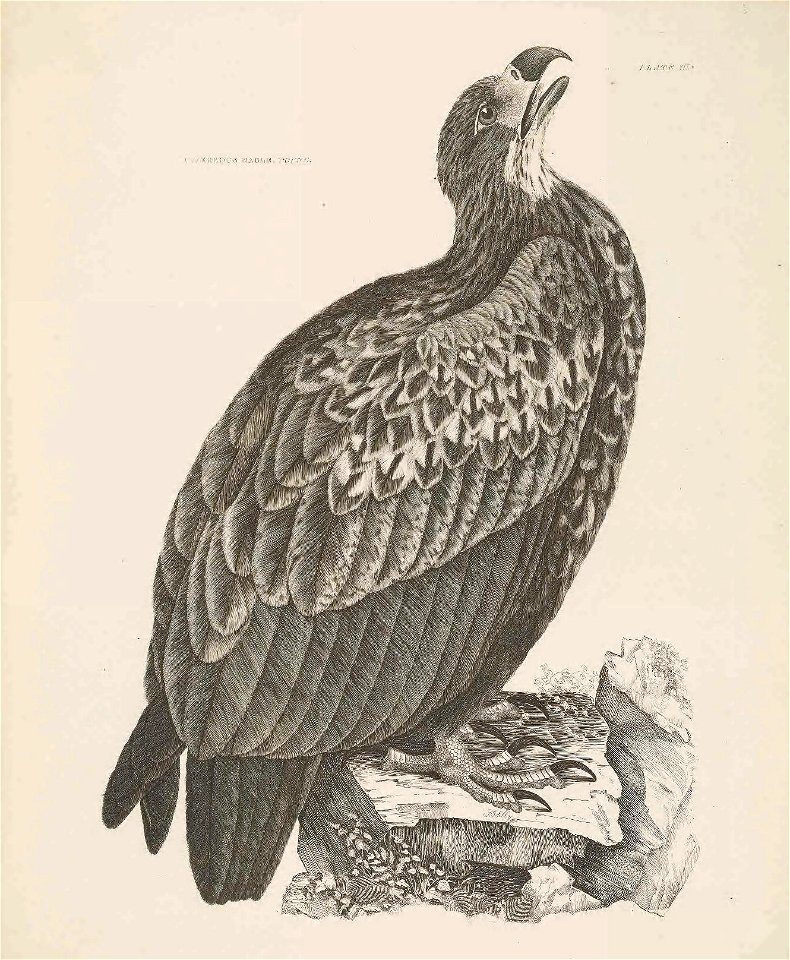 Selby's Illustrations of British ornithology Volume 1 Land birds PlateIII