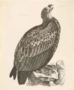 Selby's Illustrations of British ornithology Volume 1 Land birds PlateIII