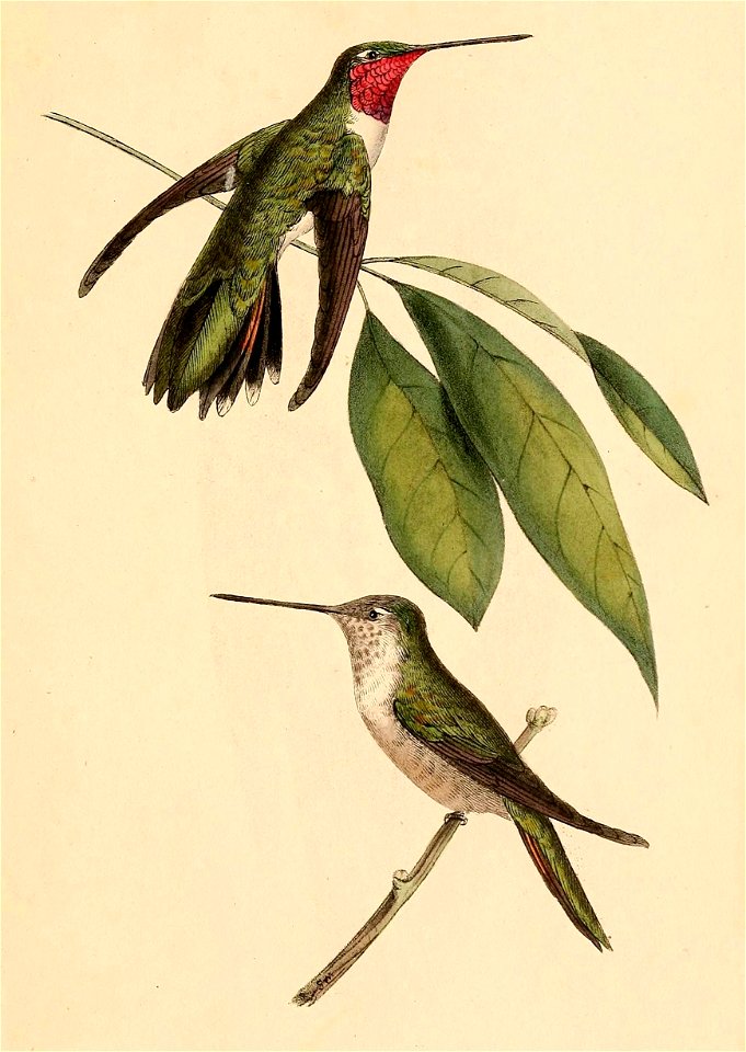 Selasphorus platycercus 1841