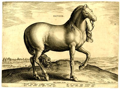 Siculus (BM 1957,0413.185)