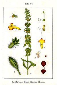 Sideritis montana Sturm23