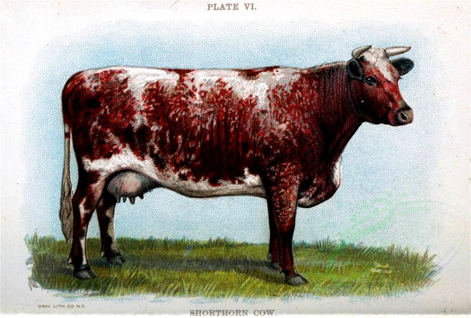 SHORTHORN COW (22901092203)