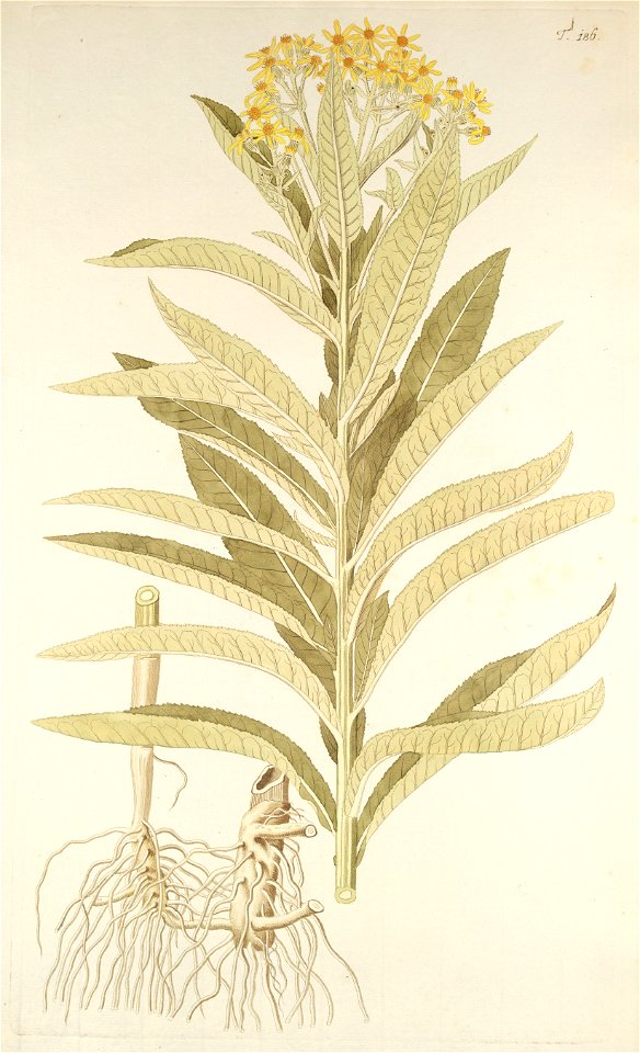 Senecio sarracenicus