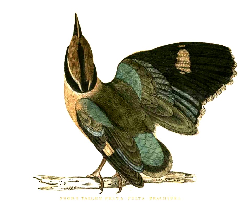 Short tailed Pelta